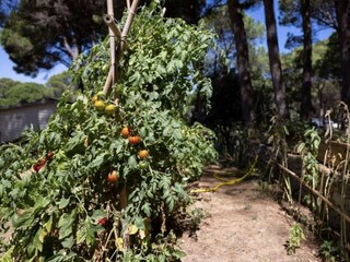 Holiday cottage Begur  8