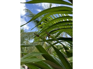 Apartment Santa Catharina Umgebung 13