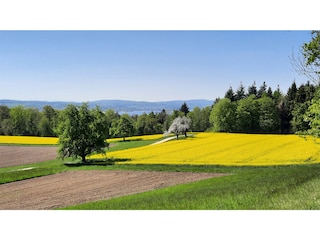 Frühjahr in unserer Umgebung