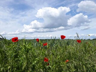 Apartamento Groß Schwansee Entorno 33