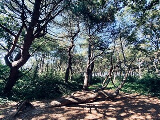 Maison de vacances Callantsoog Environnement 24