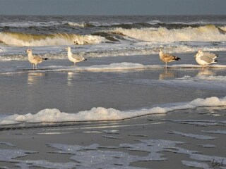 Holiday house Egmond aan Zee Environment 13