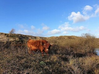 Holiday house Egmond aan Zee Environment 21
