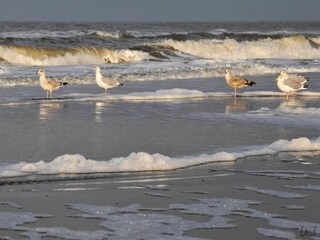 Holiday house Egmond aan Zee Environment 27