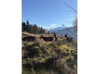 Ferienwohnung Maria Alm Umgebung 16