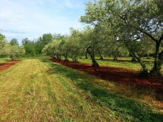 Holiday house Brtonigla Environment 34