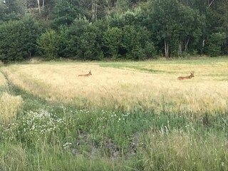 Ferienhaus Havstenssund  24
