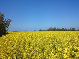 Bungalow Boiensdorf Omgeving 27