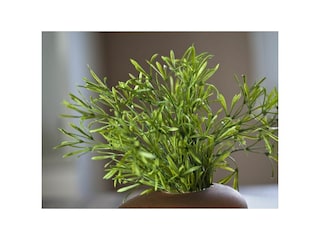 Ferienwohnung Norderney Außenaufnahme 7