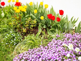 Frühlingsblumen