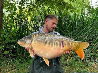 40lb mirror carp