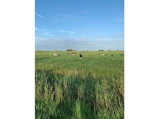 Cottage Ulmen Umgebung 29