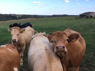 Cottage Ulmen Umgebung 30