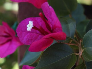 Apartment Stara Novalja  12