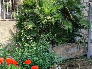 Apartment Vis (Stadt) Outdoor Recording 2