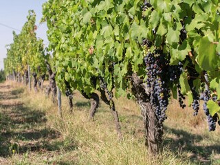 Château Ovada Environnement 28