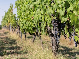 Schloss Ovada Umgebung 24