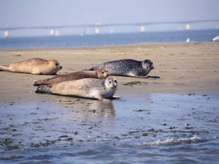 Parc de vacances Tholen (Stadt) Environnement 15