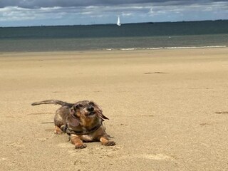 Parque de vacaciones Tholen (Stadt) Entorno 28