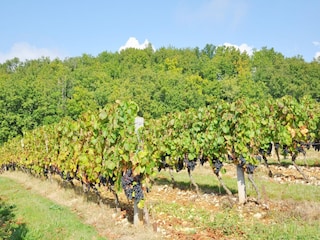 Villa Loubédat Environment 30