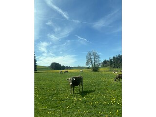 Appartamento per vacanze Halblech Ambiente 20