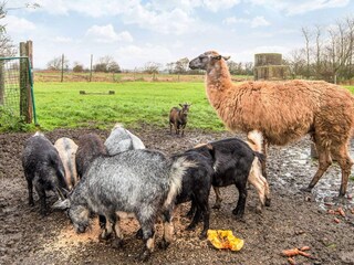Ferienhaus Højer  16