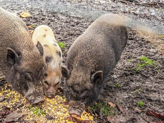 Vakantiehuis Højer  13