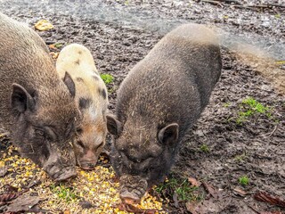 Ferienhaus Højer  12