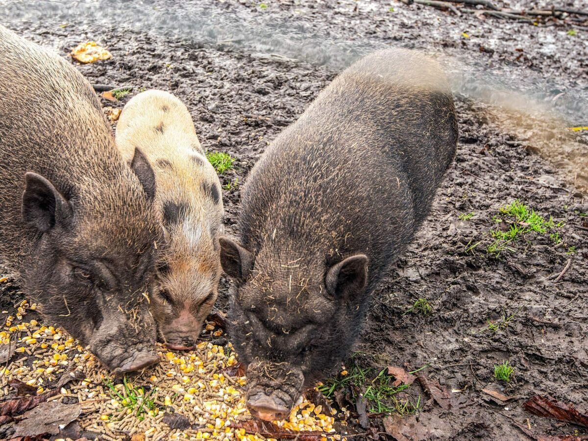 Vakantiehuis Højer  10
