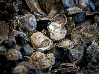 Vakantiehuis Ston Buitenaudio-opname 4