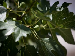 Vakantiehuis Ston Buitenaudio-opname 3