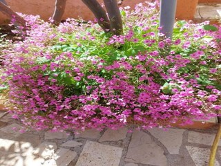 Parco vacanze Okrug Donji  11