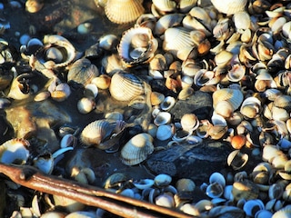 Strandsouvenirs