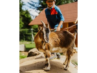 Apartment St. Lorenzen ob Murau Umgebung 28