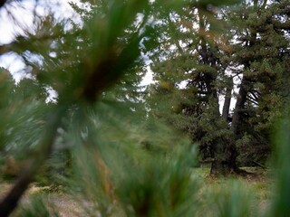 Chalet Turracherhöhe Environment 52