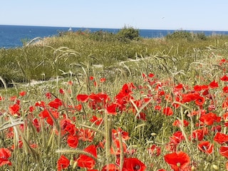 Mohnblüte am Wustrower Steilufer