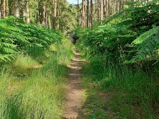 Weg zum Weststrand im Darßer Wald