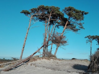 Windflüchter