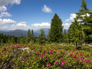 Chalet Stolzalpe Umgebung 21