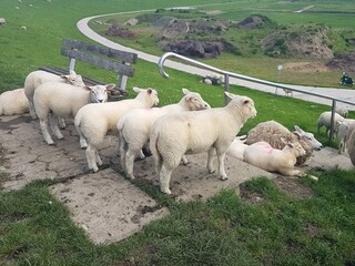 Schafe gibt es hier überall