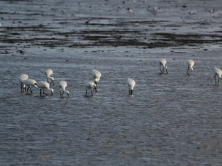 Bungalow Ballum Ambiente 18