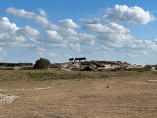 Pferde in den Dünen
