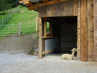 Apartment Bodendorf Environment 31