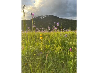 Apartment Lermoos Umgebung 18