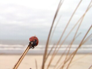 Am Strand von Norderney