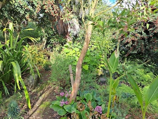 Ferienhaus Guimaëc Außenaufnahme 10