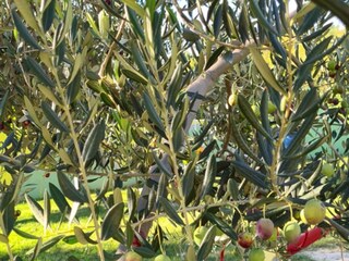 Villa Sestanovac Registrazione all'aperto 8