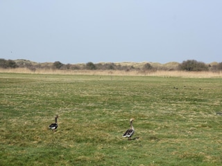 Vakantiehuis Den Burg Omgeving 25