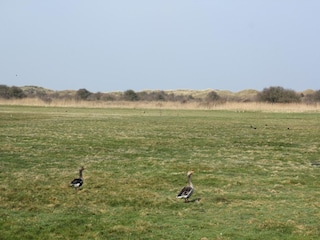 Holiday house De Cocksdorp Environment 21