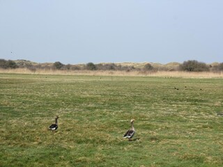 Ferienhaus De Cocksdorp Umgebung 29